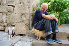 Kedilerde Yaslanmanin 6 Onemli Belirtisi Kedi9 Com
