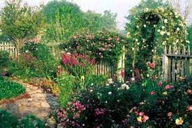 Antique Rose Emporium Brenham Tx Rose Cuttings Cottage Garden Antique Roses