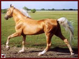 Beautiful palomino tennessee walking horse gelding performing a fast rack. Tennessee Walking Horse Stallion The Gold Rush Is On