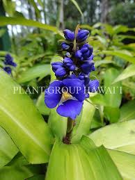 Image result for Dichorisandra