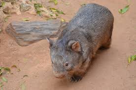 Die tiere in australien konnten sich ungestört weiterentwickeln. 15 Tiere In Australien Die Man Sonst Nur Aus Dem Zoo Kennt