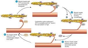 Spirals Of Actin Myosin Google Search Muscle Contraction Muscle Contractions