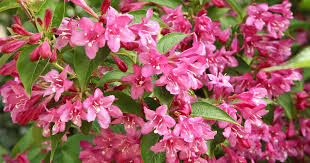 Spilled wine® weigela florida 'bokraspiwi' pp23,781 common name: Growing The Weigela Plant Caring For Bushes Shrub Tree