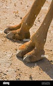Camel foot sand hi-res stock photography and images - Alamy