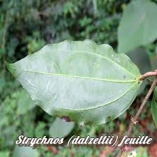 Image result for Strychnos matopensis