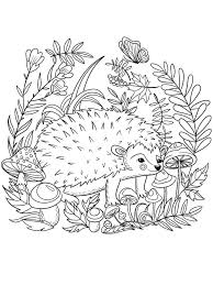 Buy online, pick up in store check availability at nearby stores. Hedgehog Coloring Pages When Viewed From Its Appearance Hedgehogs Are Similar To Mice But The Porcu Animal Coloring Pages Hedgehog Colors Cute Coloring Pages