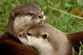 Owning a pet in japan: World Wildlife Conference Will Decide The Fate Of Otters Nrdc