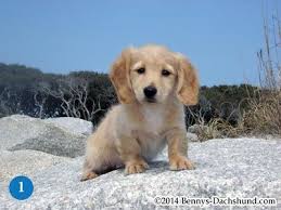 Our mamas produce adorable black and tans, chocolates, reds, creams and long hairs. Specializing In English Cream Dachshunds Bennys Dachshunds North Carolina Cream Dachshund Dachshund Puppies For Sale English Cream Dachshund