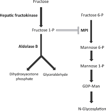 Image result for Hereditary Fructose Intolerance