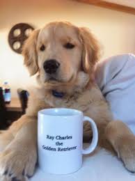 Once upon a dream kennels. Blind Golden Retriever Puppy Captures Hearts On The Web