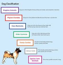 18 judicious dog taxonomy chart