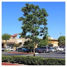 Image result for Lophostemon confertus