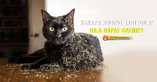 Air liur memang sering digunakan sebagai pelumas saat berhubungan seksual. Kenapa Kucing Macam Naik Gila Kalau Dapat Catnip The Mamamiaow