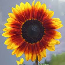 Sunflower Rio Carnival F1 Types Of Flowers Sunflower Rio Carnival