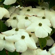 Image result for Cornus