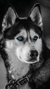 pin by edsongomesmartins on animaux in 2020 huskies dogs blue eyes husky dogs dogs