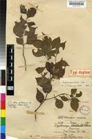 Image result for Cryptocarya woodii