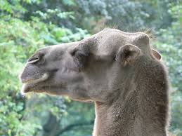 They are easily recognizable due to their humps. What Are Eyelashes For
