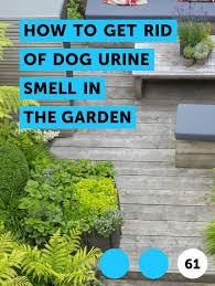 Learn How To Get Rid Of Dog Urine Smell In The Garden How To Guides Tips And Tricks Citronella Plant Dog Urine Urine Smells