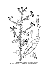 Image result for Laggera crispata