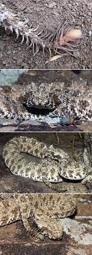 Spider Tailed Horned Viper Has Tail That Mimics Real Spider Is Creepiest Snake Ever Real Spiders Spider Snake
