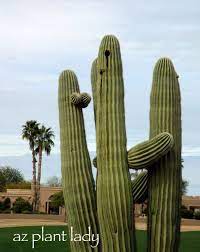 The saguaro cactus is an alternative to the vanilla cactus, added by the natura mod. Saguaro Bacterial Necrosis Desert Southwest Azplantlady Com