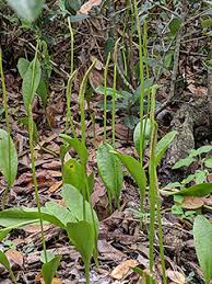 Image result for Ophioglossum thomasii