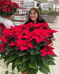 FLORS ANNABEL
