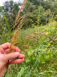 Image result for Sorghastrum stipoides