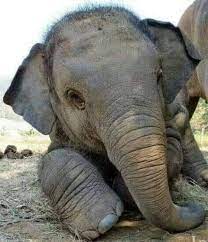 What is a cute name for a baby elephant?
