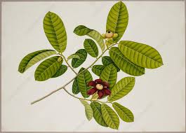 Image result for Uvaria