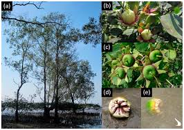 Image result for Sonneratia alba