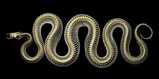 Red Tail Boa Skeleton Snake Photos Red Tail Boa Snake