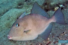 Joue � mangeur de poisson sur jeuxdepokemon.fr mangeur de poisson est un jeu gratuit en flash pour t'amuser seul ou entre amis sur ton ordinateur. Quel Est Ce Poisson Qui S Attaque Aux Jambes Des Baigneurs Sur Une Plage De La Cote D Azur