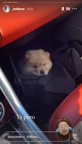 Laura Matamoros, criticada por viajar a Mallorca para recoger a su nuevo  perro de 2.500 euros