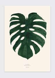 Maybe you would like to learn more about one of these? Monstera Deliciosa Growing And Design Tips For A Tropical Houseplant