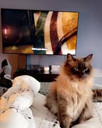 Enjoying my life of servitude to this cat. Thanks fur the memories. #MJ  #MERLINJR #GOAT #BESTFRIEND #PERSIAN #RAGDOLL