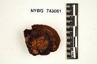 Image result for Phellinus rimosus