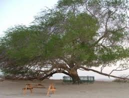 Se pare ca toate natiile pamantului au cate un copac si multi pretind ca al lor este cel mai …. Cei Mai BÄƒtrani Copaci Din Romania NaturÄƒ