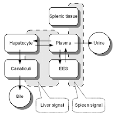 Terms in this set (62). Simple Pharmacokinetic Model The Grey Boxes Represent The Liver And Download Scientific Diagram