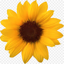 Bingkai foto bunga matahari is a totally free png image with transparent background and its resolution is 404x340. Bunga Matahari Png
