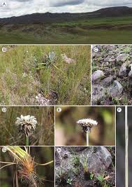 Image result for Syngonanthus longibracteatus