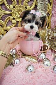 Tiny teacup morkie puppies, toy morkie puppies, tiny. Morkie Teacup Morkie Morkie Puppies For Sale Maltipoo Malshi Teacup Designer Puppies