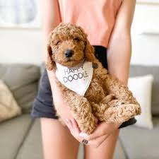 If you are looking for a breeder who can educate you further about the breed and help you find your new family member, you are in the right place. 6 Best Goldendoodle Breeders In California 2021 We Love Doodles