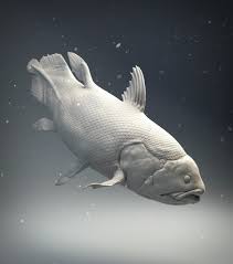 Image result for Coelachyrum