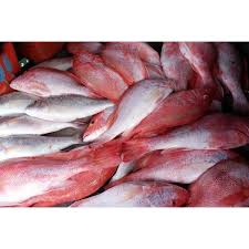 Mereka hidup secara soliter atau dalam kelompok kecil. Jual Ikan Kakap Merah Karunia Jaya