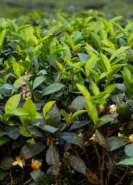 Image result for Camellia sinensis