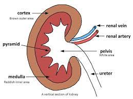 Renal Pelvic Region Kidney Structure Function Ppt Video Online Download In 2021 Structure And Function Joints Anatomy Pelvic Region