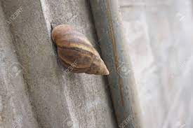 Use them in commercial designs under lifetime, perpetual & worldwide rights. Close Up Snail On Wall In Tropical Area Stock Photo Picture And Royalty Free Image Image 90282214