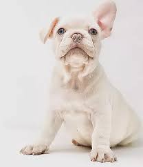 Join millions of people using oodle to find puppies for adoption, dog and puppy listings, and other pets adoption. French Bulldog Breeder Bluecoat French Bulldogs United States French Bulldog French Bulldog Puppies French Bulldog Breeders